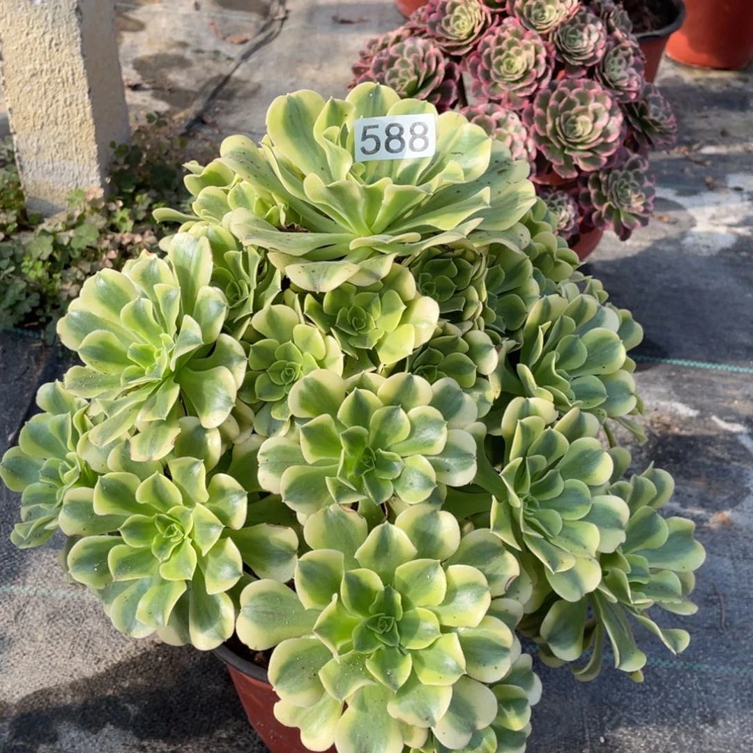 绿豆沙多肉植物老桩