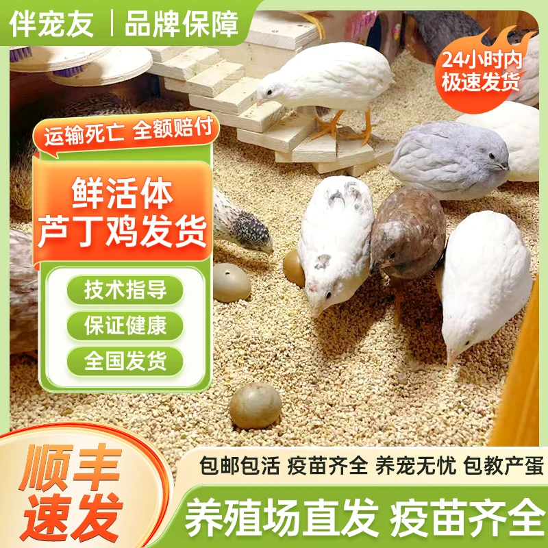 45 - 60天青年芦丁鸡活体全色系可产蛋宠物鸡包邮包损
