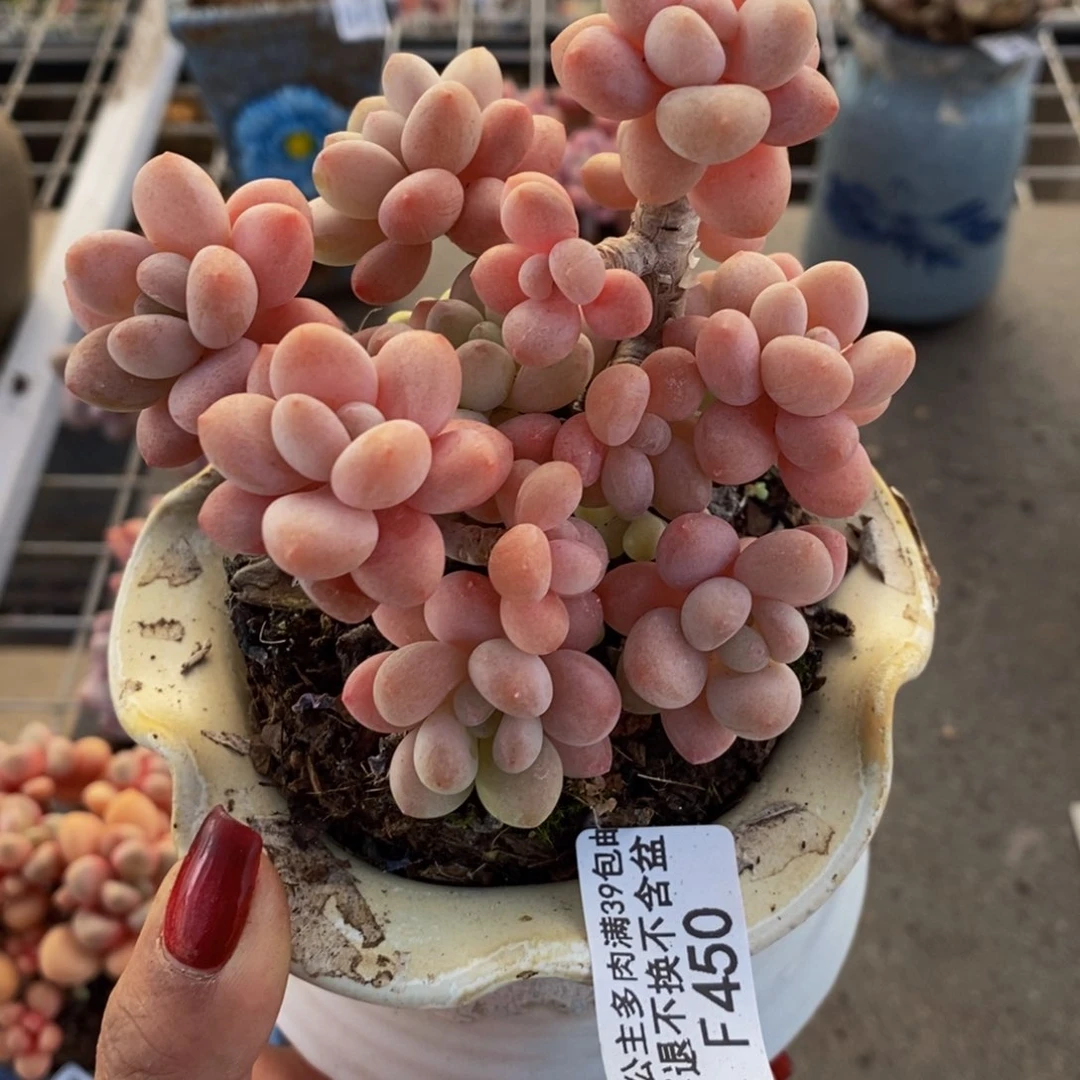 鱼子酱450/10cm多肉
