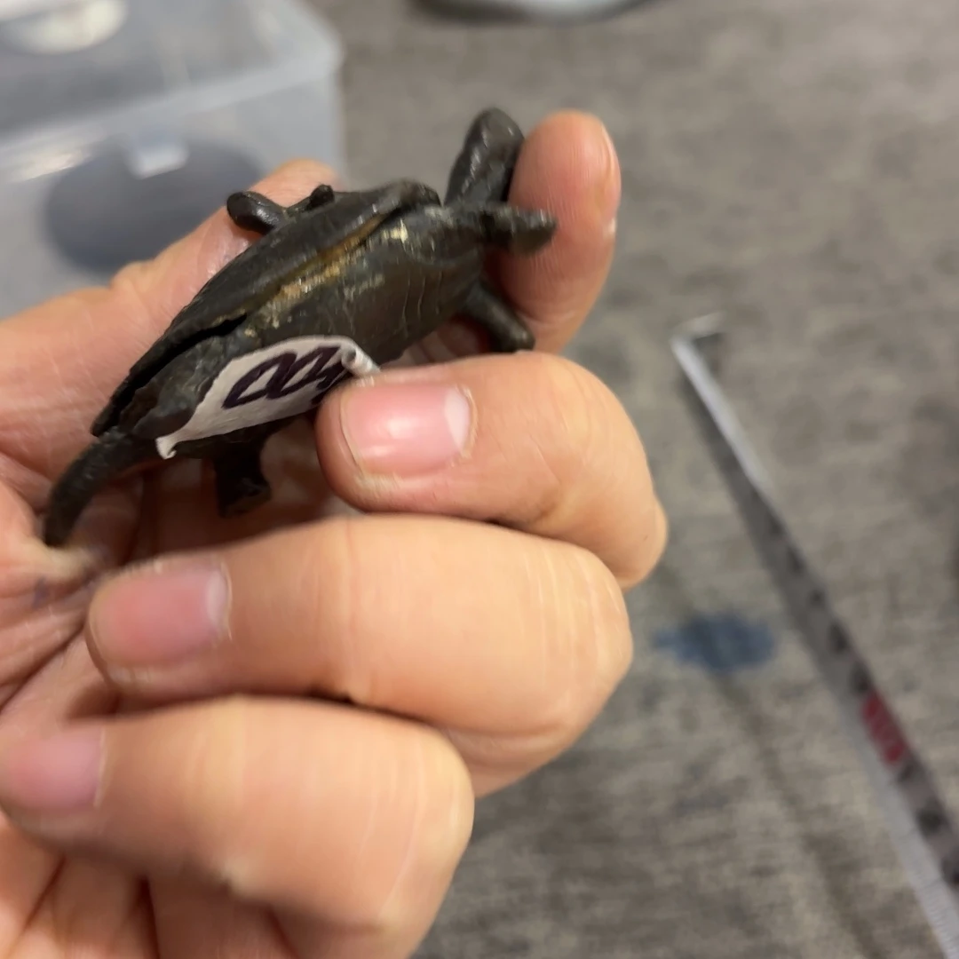 非常好看的物品 The