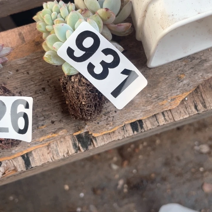 用****6多肉植物一物一拍