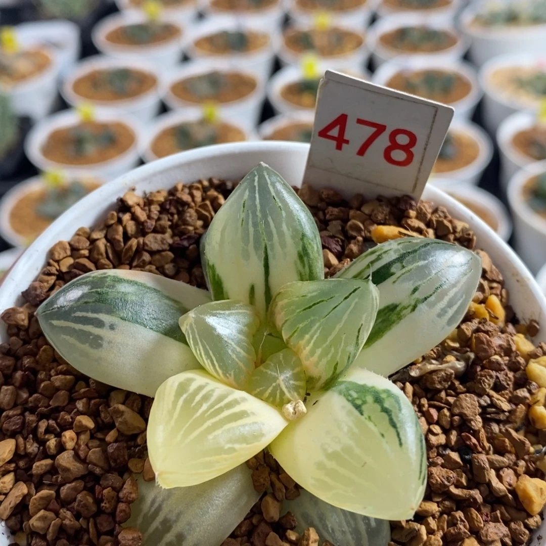 478玉潭十二卷多肉植物