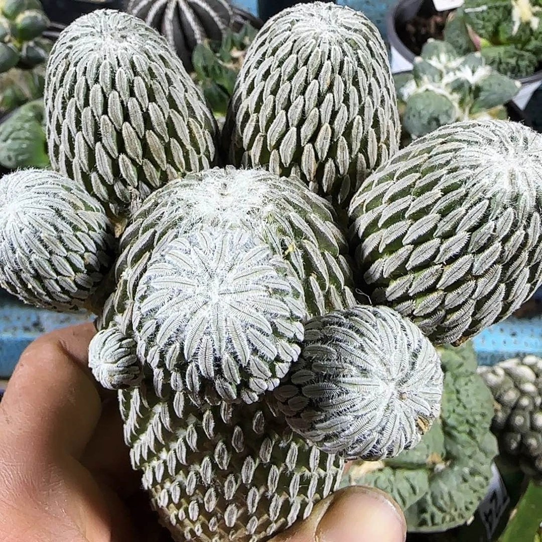 精巧丸群头564。