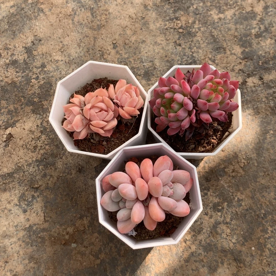 那时候是个女主呀打