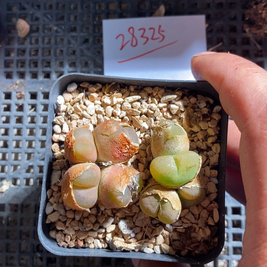 今**眠28325。