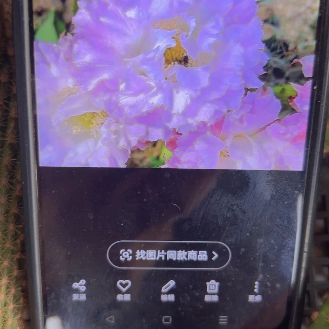 粉可可彩侧牙20包邮仙人球13