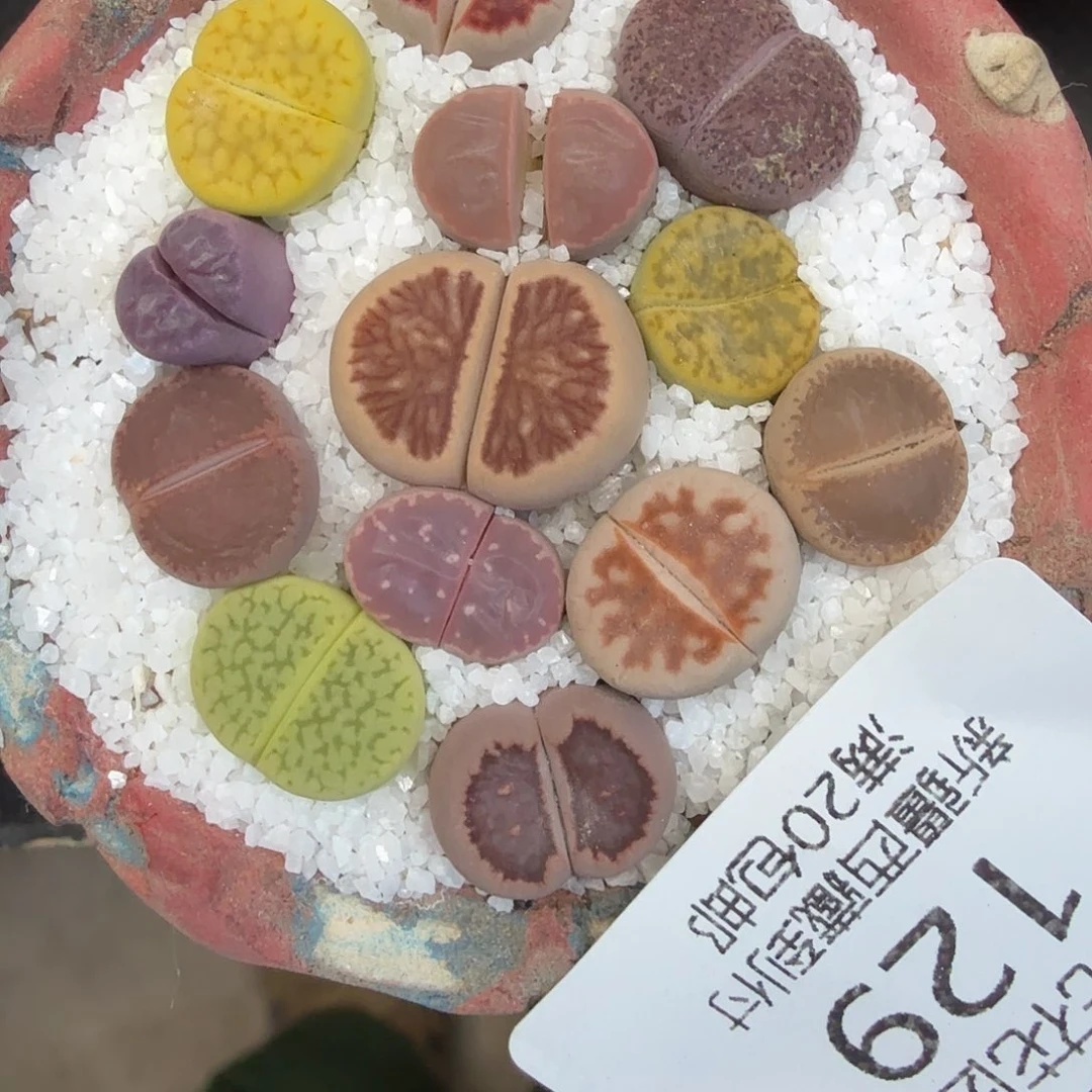 是因为她没有那么想过一129你