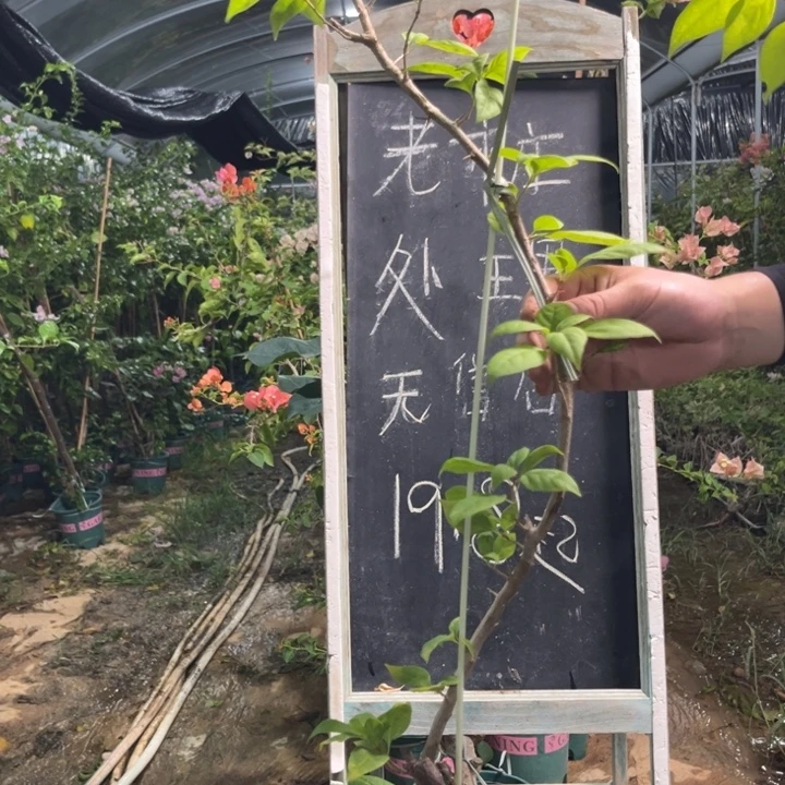 无花朵三角梅三角梅6