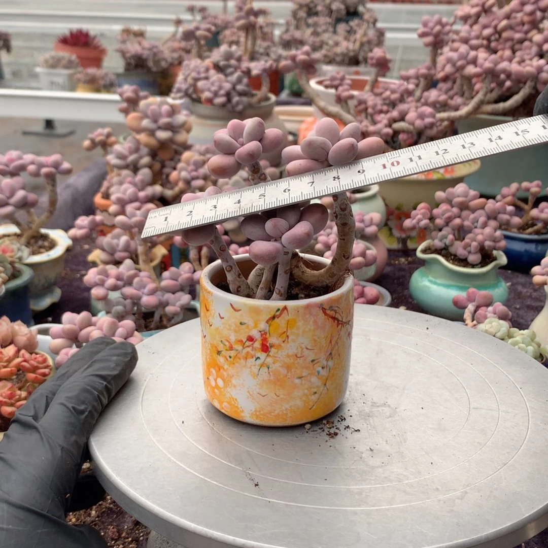 20号桃蛋带盆偏远地区不包邮的有瑕疵