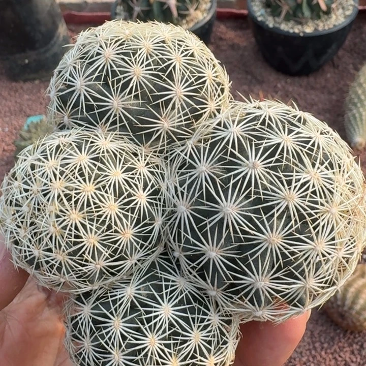 海胆群无根66666666