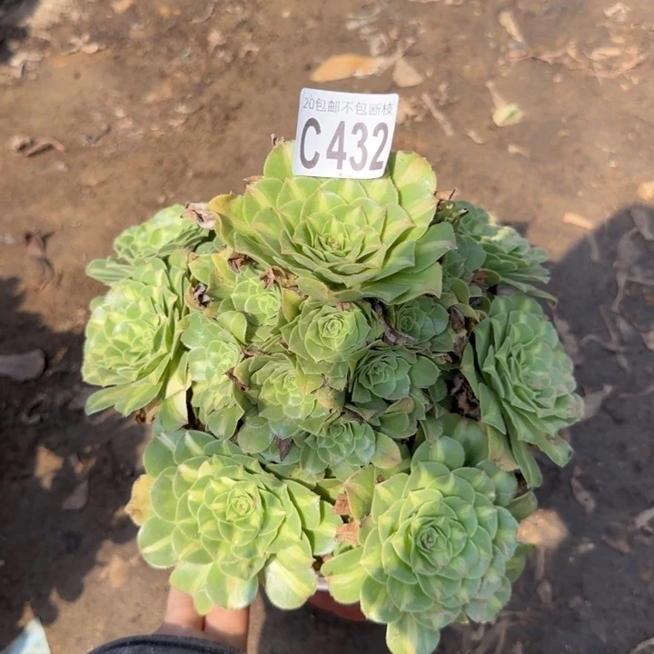 翡翠琉璃……多肉植物……