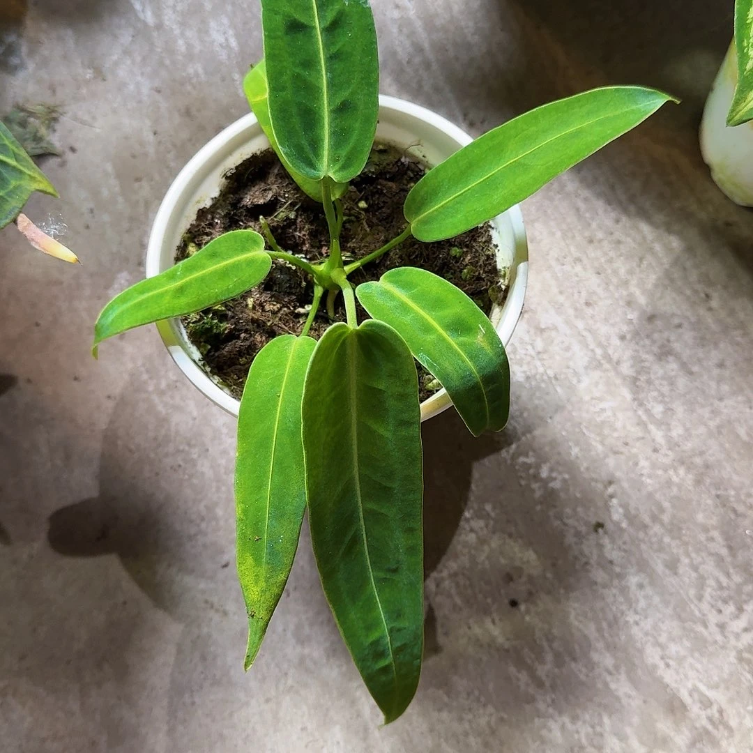 嗨***饭完全开放一物一拍B96