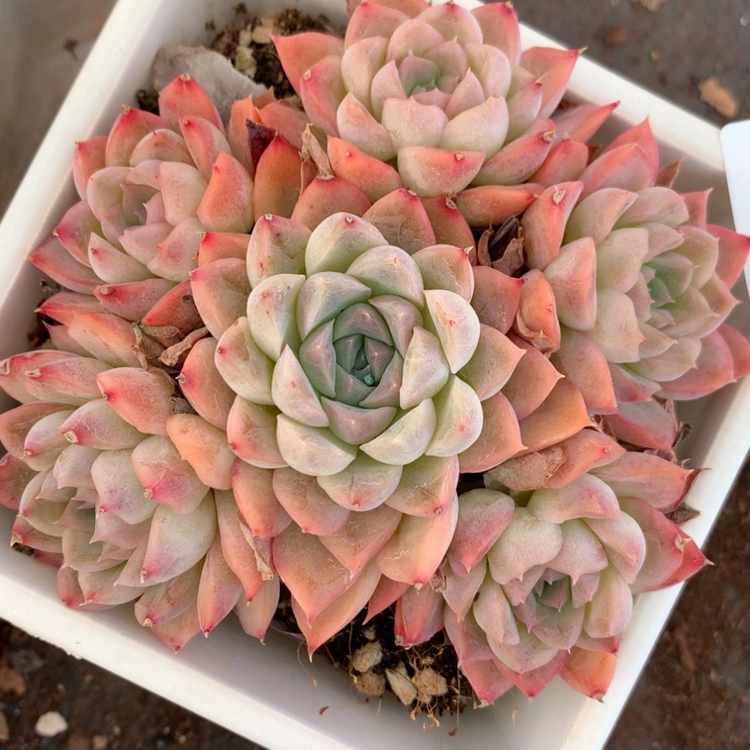 4399杂交多肉老桩