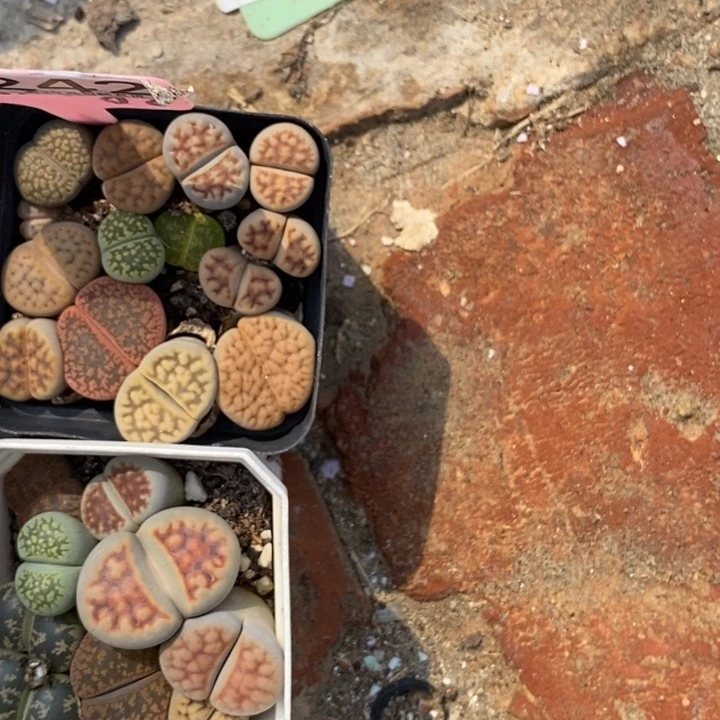 丽***7生石花小苗叶芽成熟242