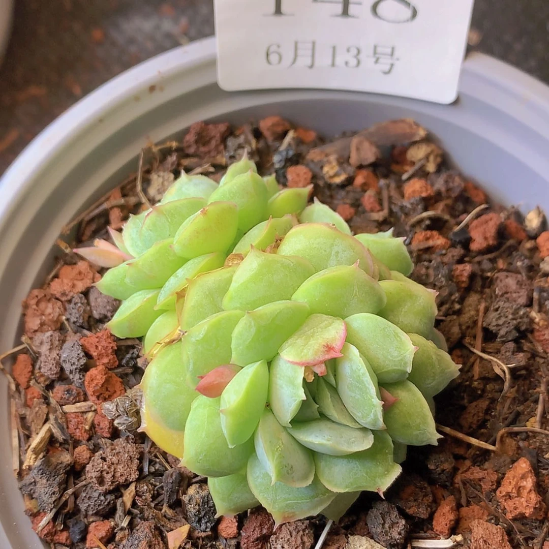 【闪购商品】云148号