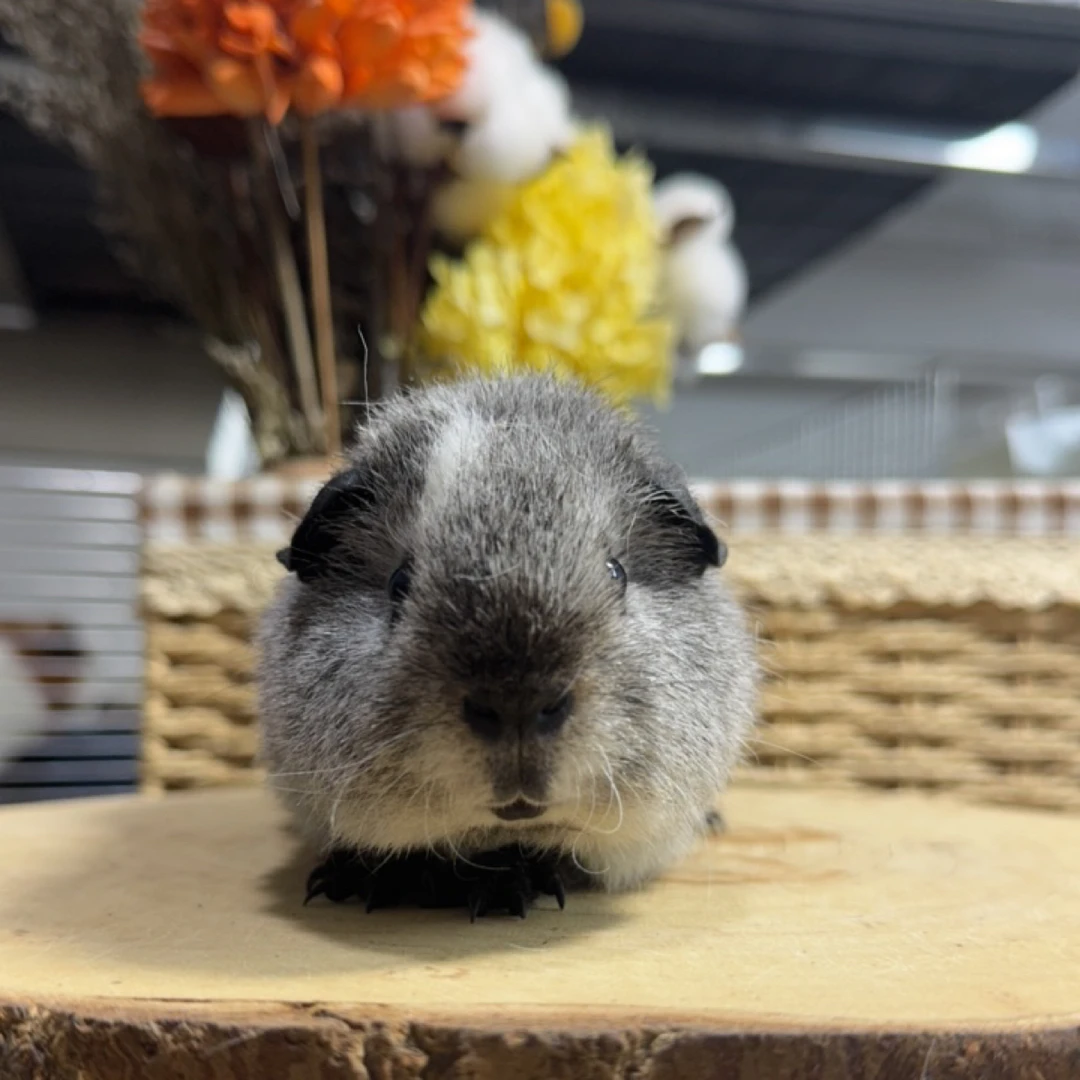 雕灰泰加妹妹（背上有白毛  炫）