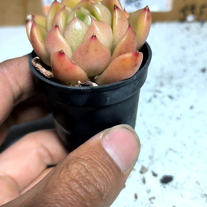 满6元包邮，冰城白玫瑰拇指盆