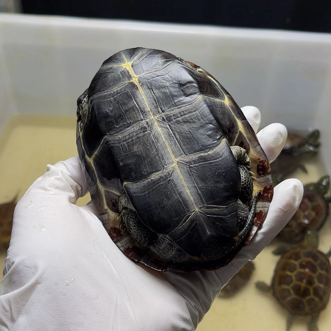 虓***A中华草龟母1234566