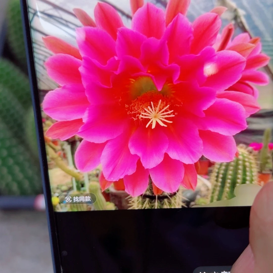 下72毛飞龙歪无根侧芽10公分左右20包邮