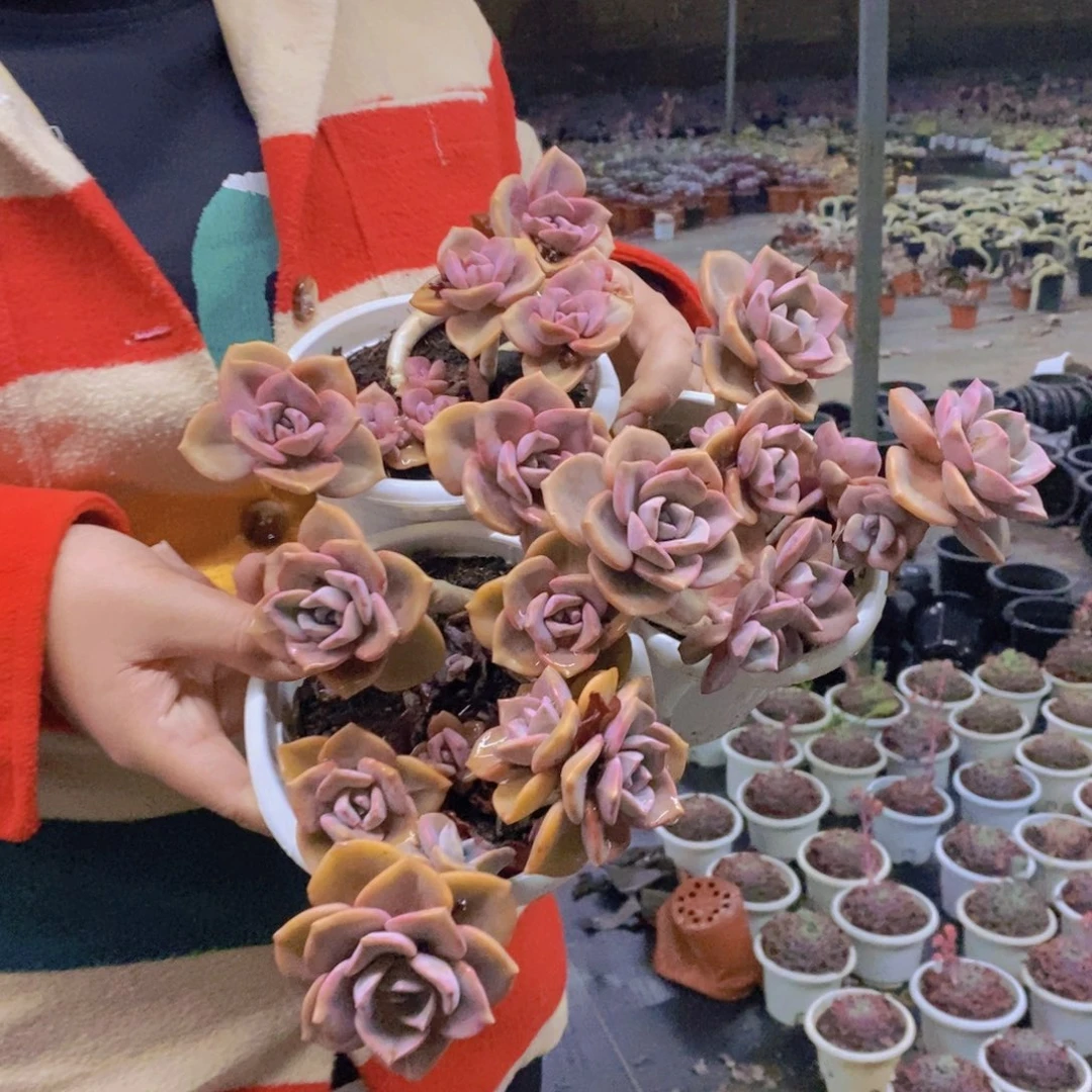 彩虹糖整桩三盆，八亩地