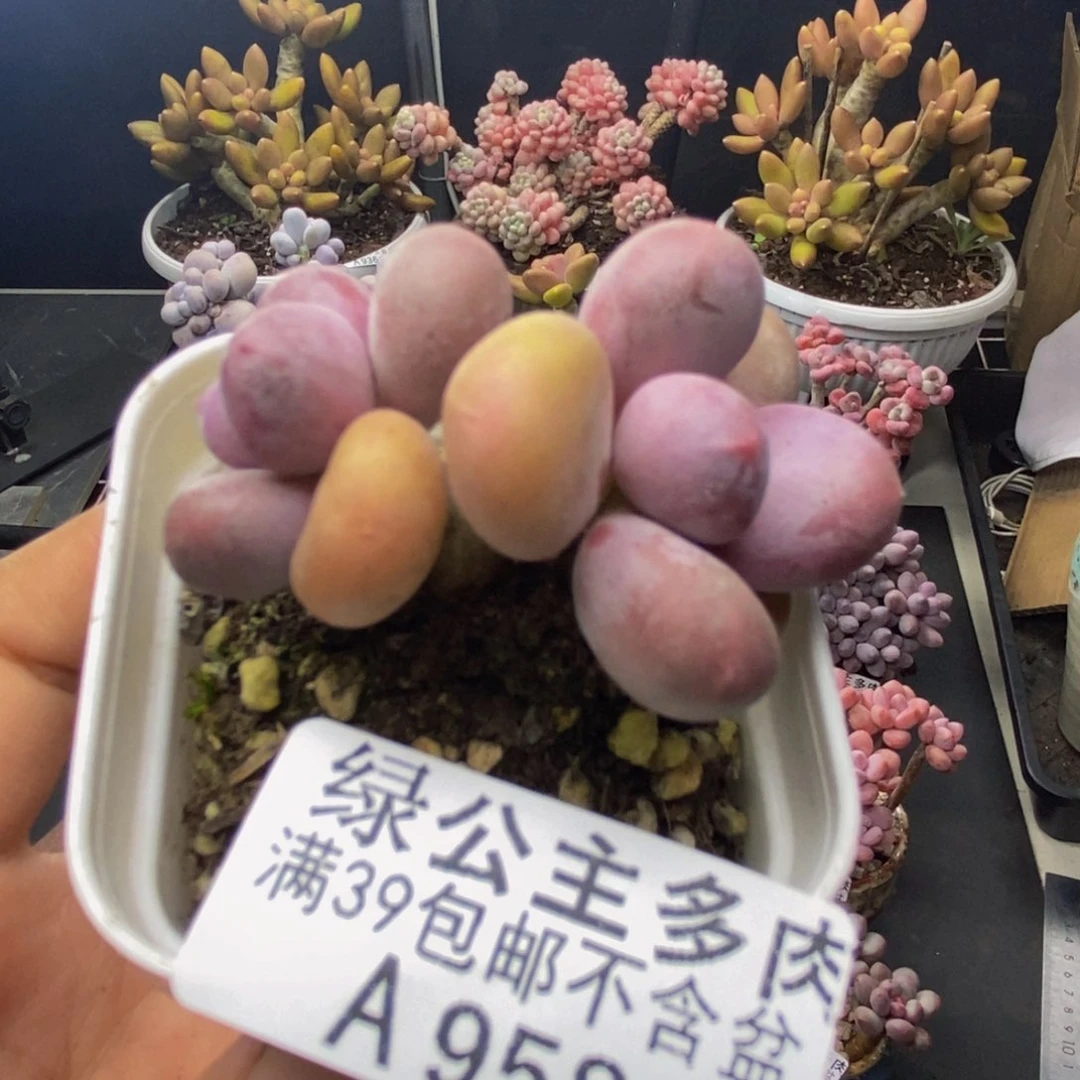 958糖豆奶多肉5c m