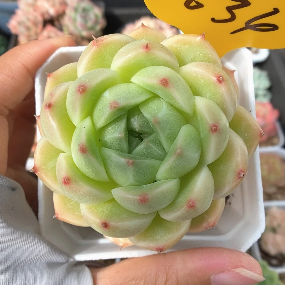 麦秆可拍634号。