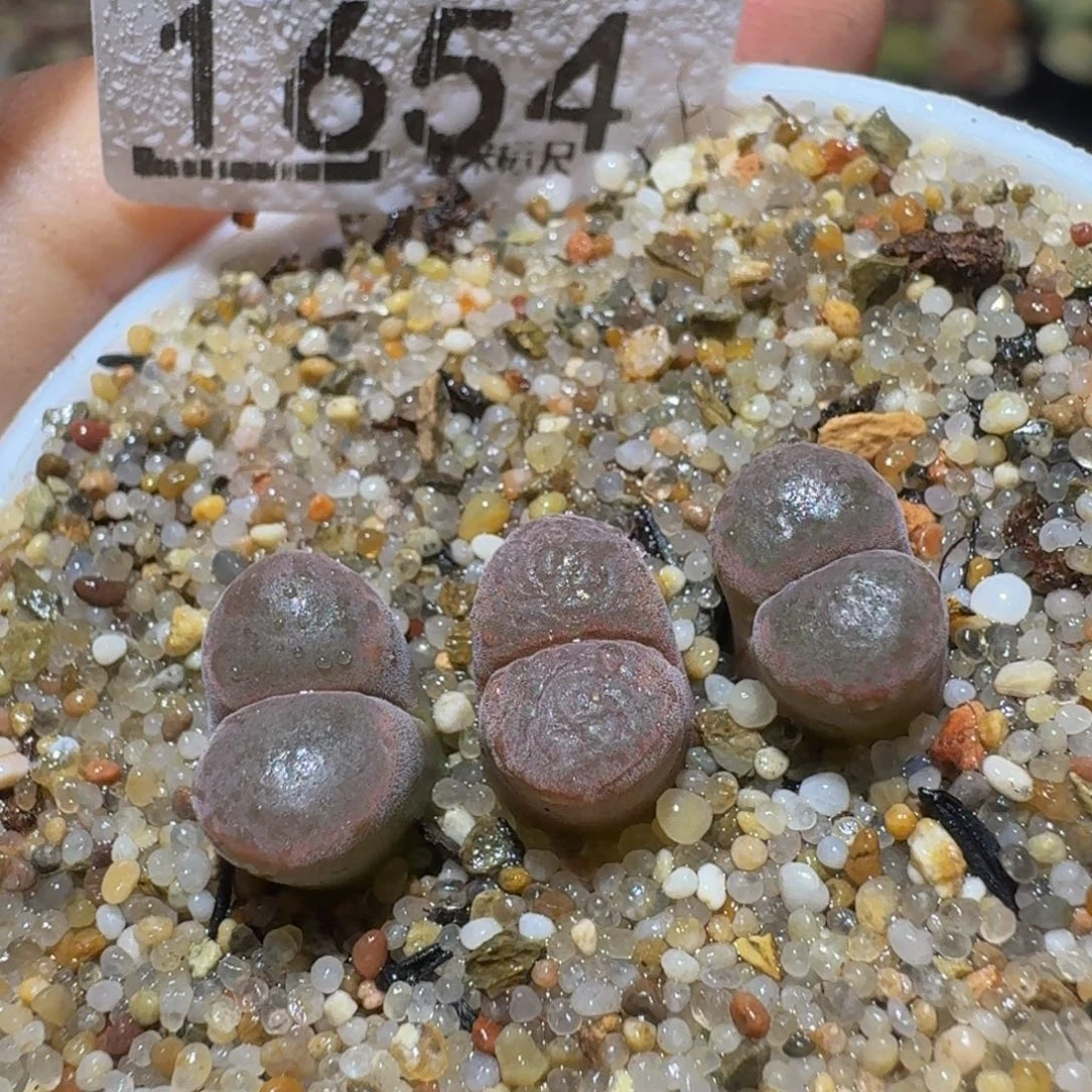 Ssss精品生石花1654