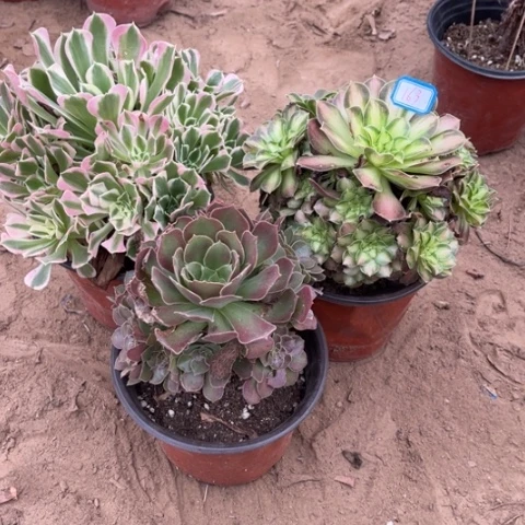 163多肉植物组合，