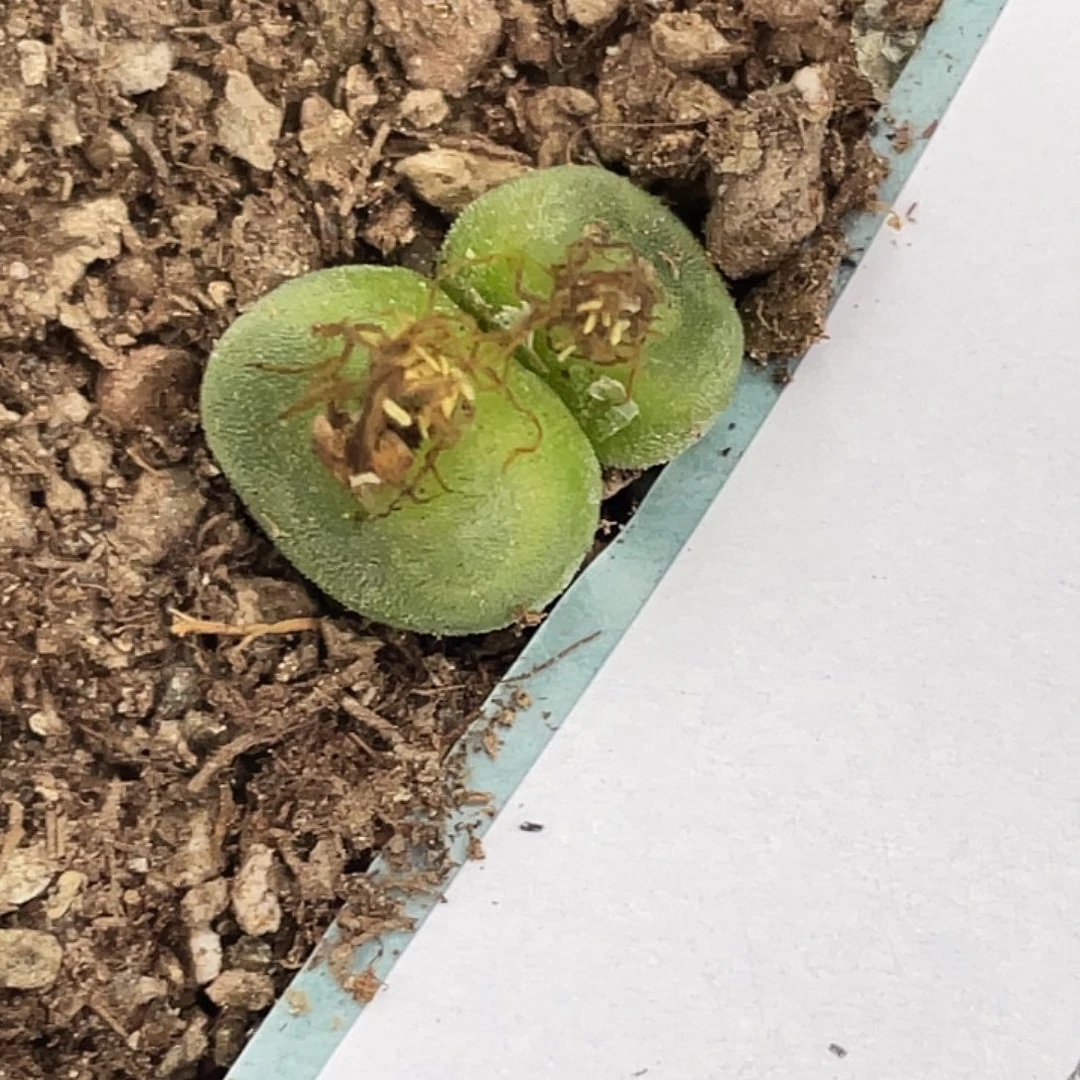 17-137水晶鞋多肉植物