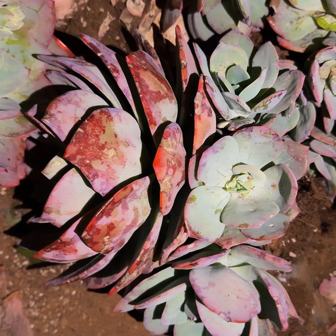 血凤 一颗 不包损 18米 量拍