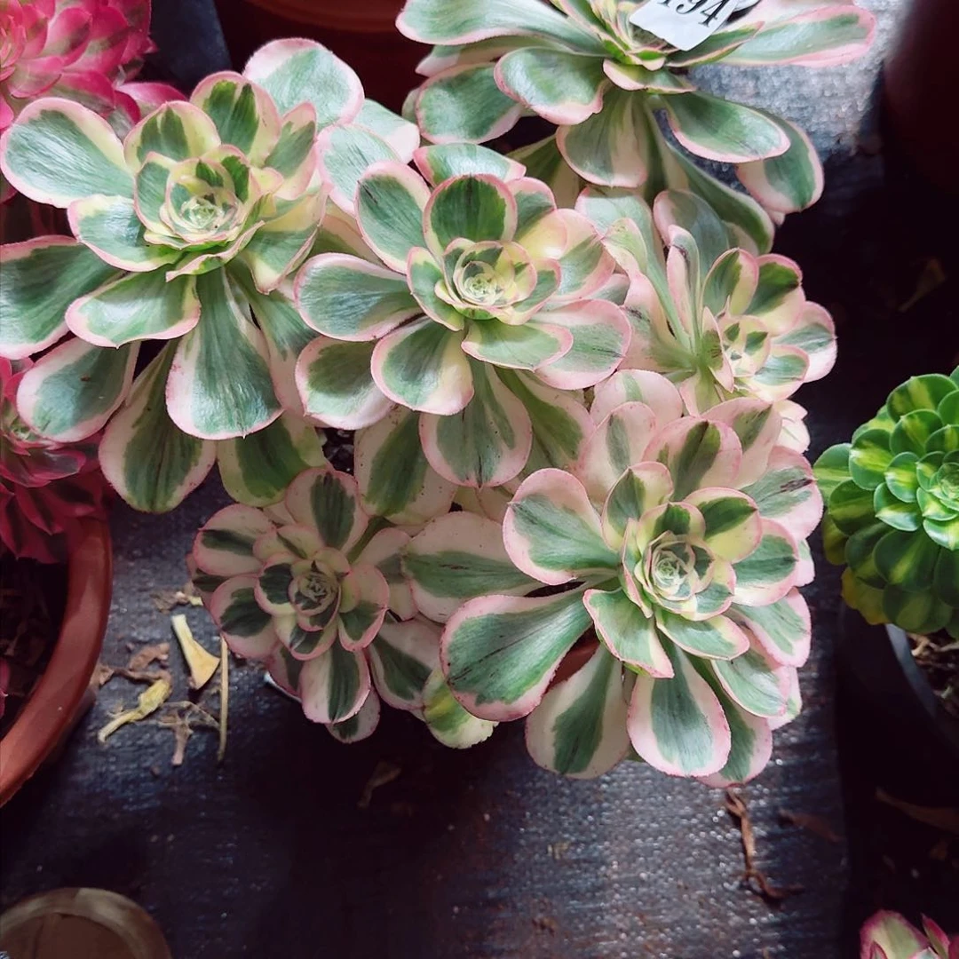 开*194多肉植物法师