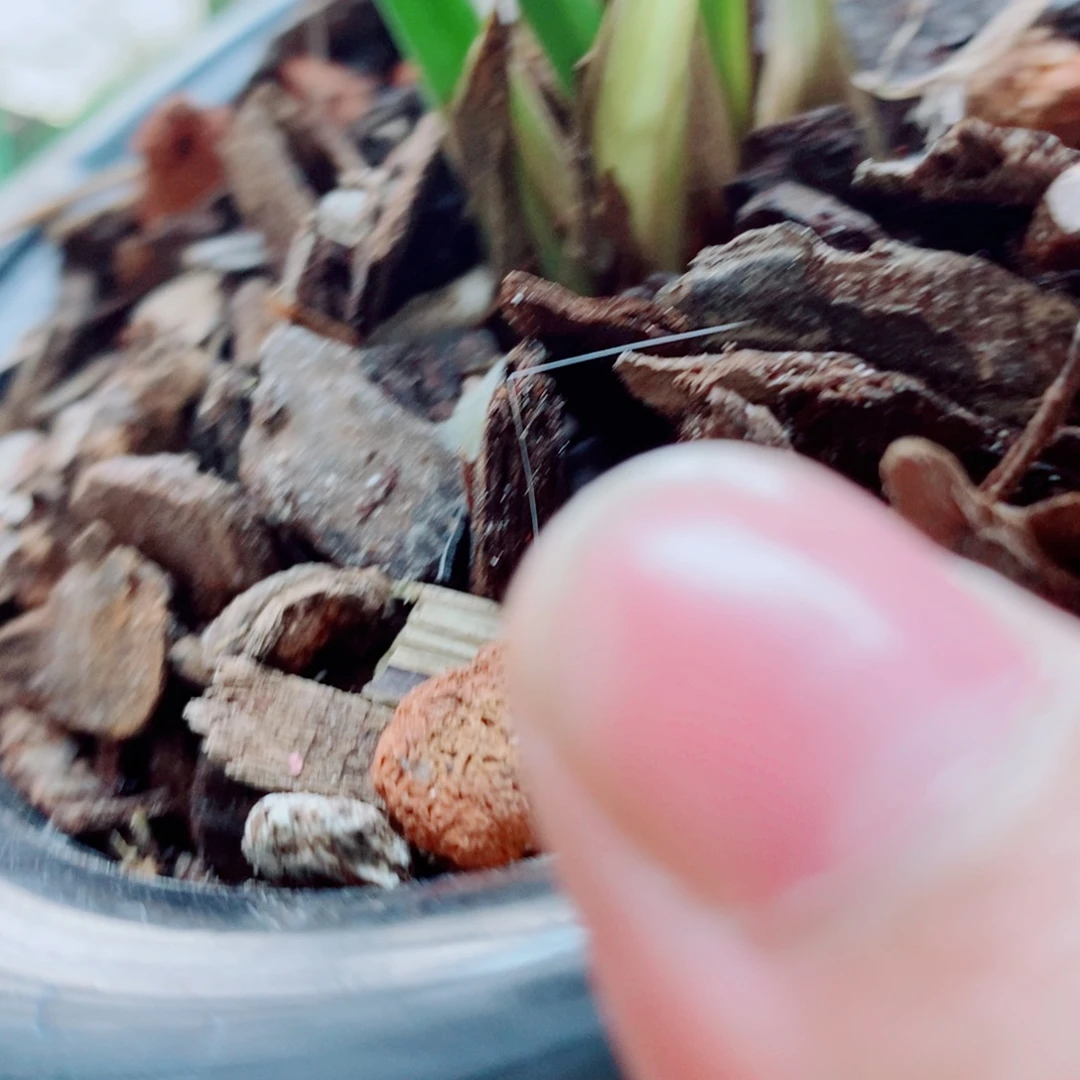 大部分花苞少量开放