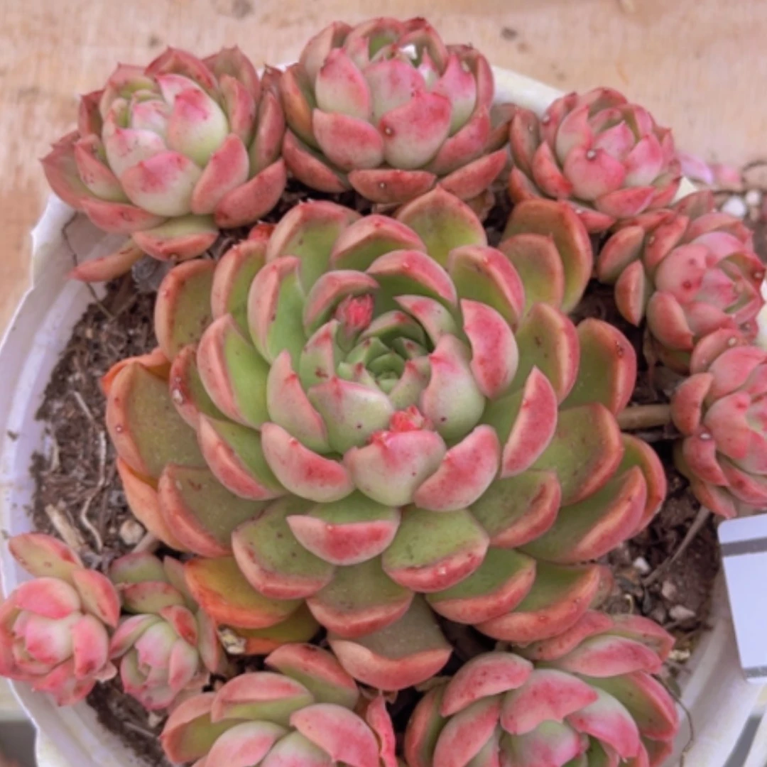 【闪购商品】月宴多肉0459