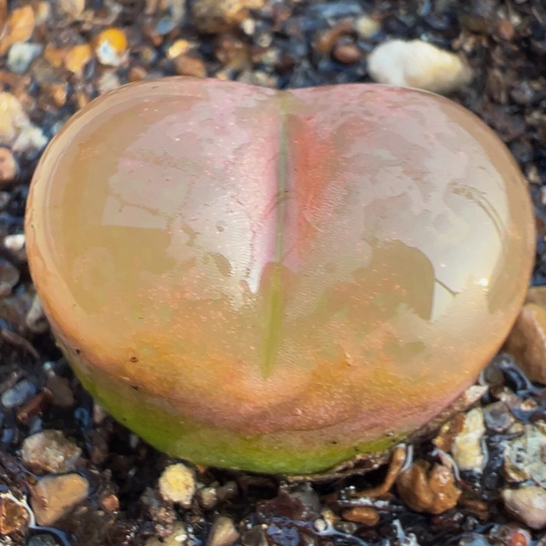 粉荔枝毛多肉植物