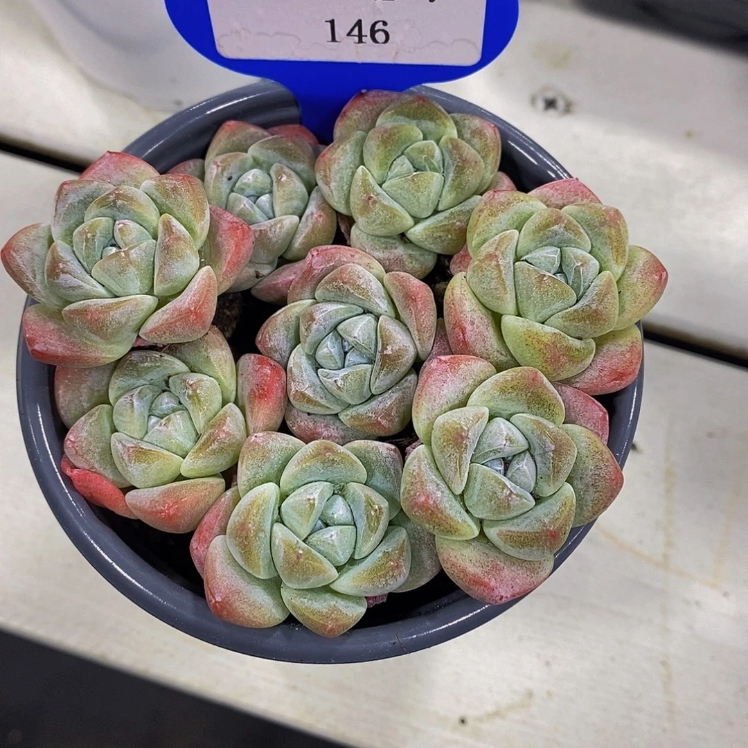 146-精品奶油冰玉拼盘一盒