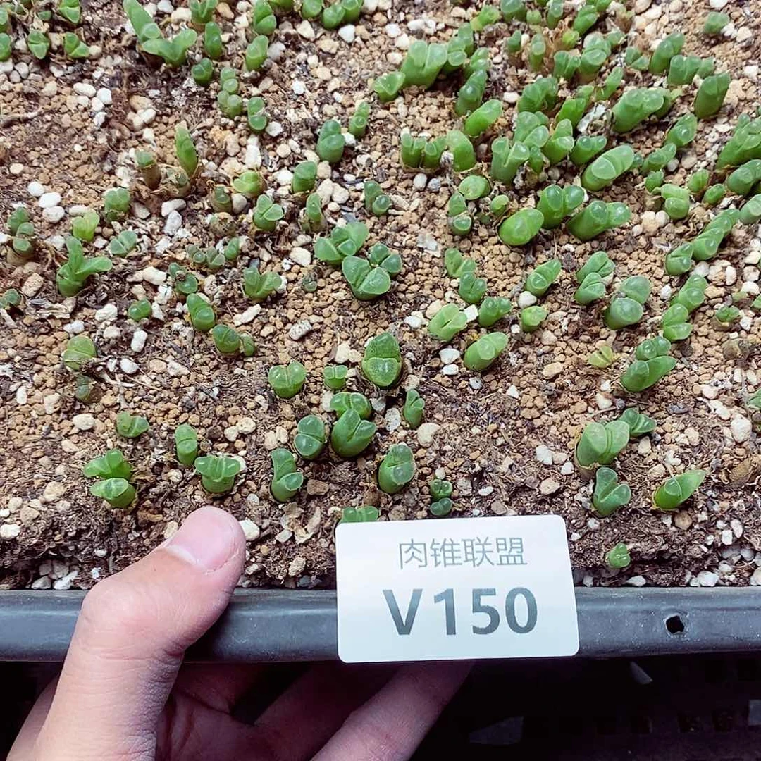 小***姐150呃呃呃呃呃呃呃呃呃呃呃呃