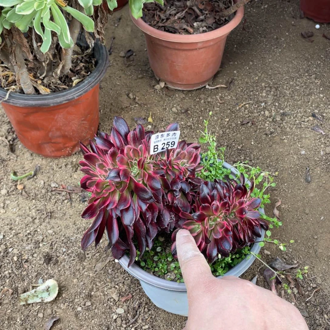 259美杜莎缀中班多肉法师断枝不包