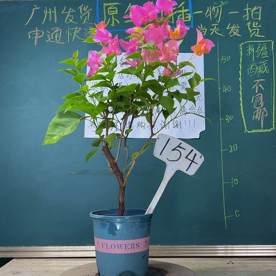 当前无花栽培后可以开花   波伊斯玫瑰  154