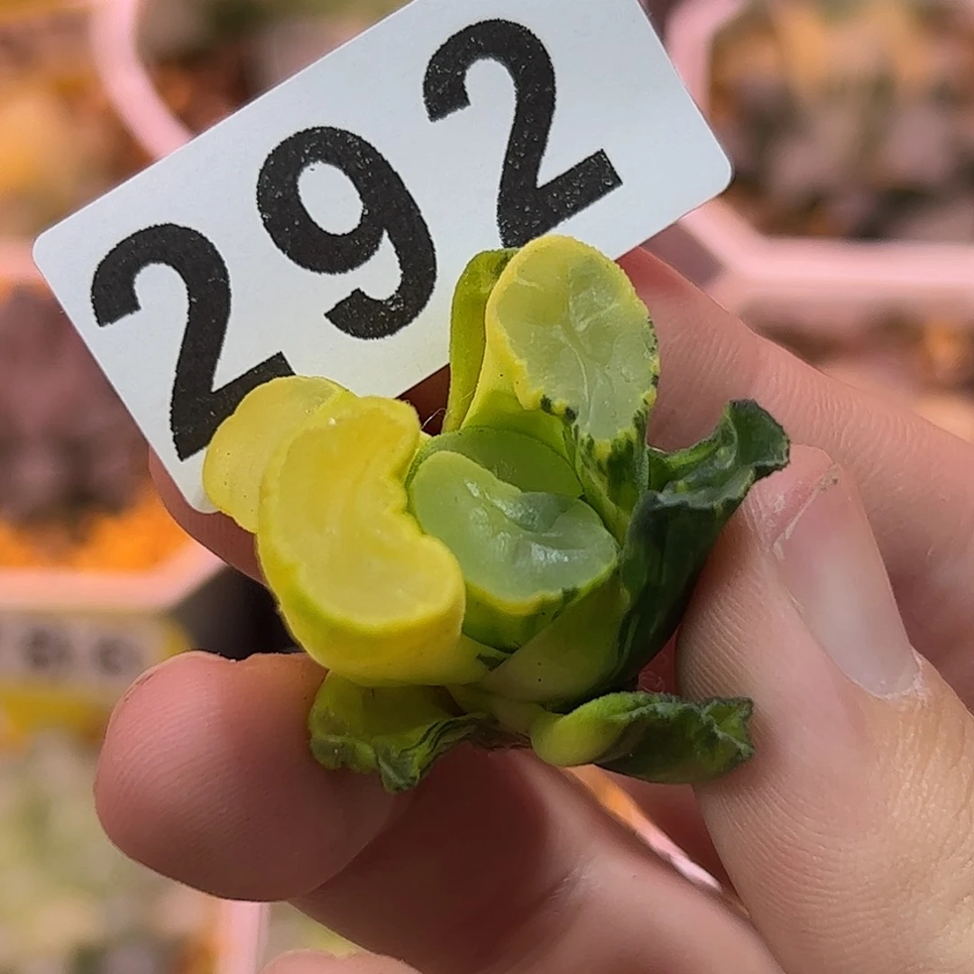 红红火火恍恍惚惚