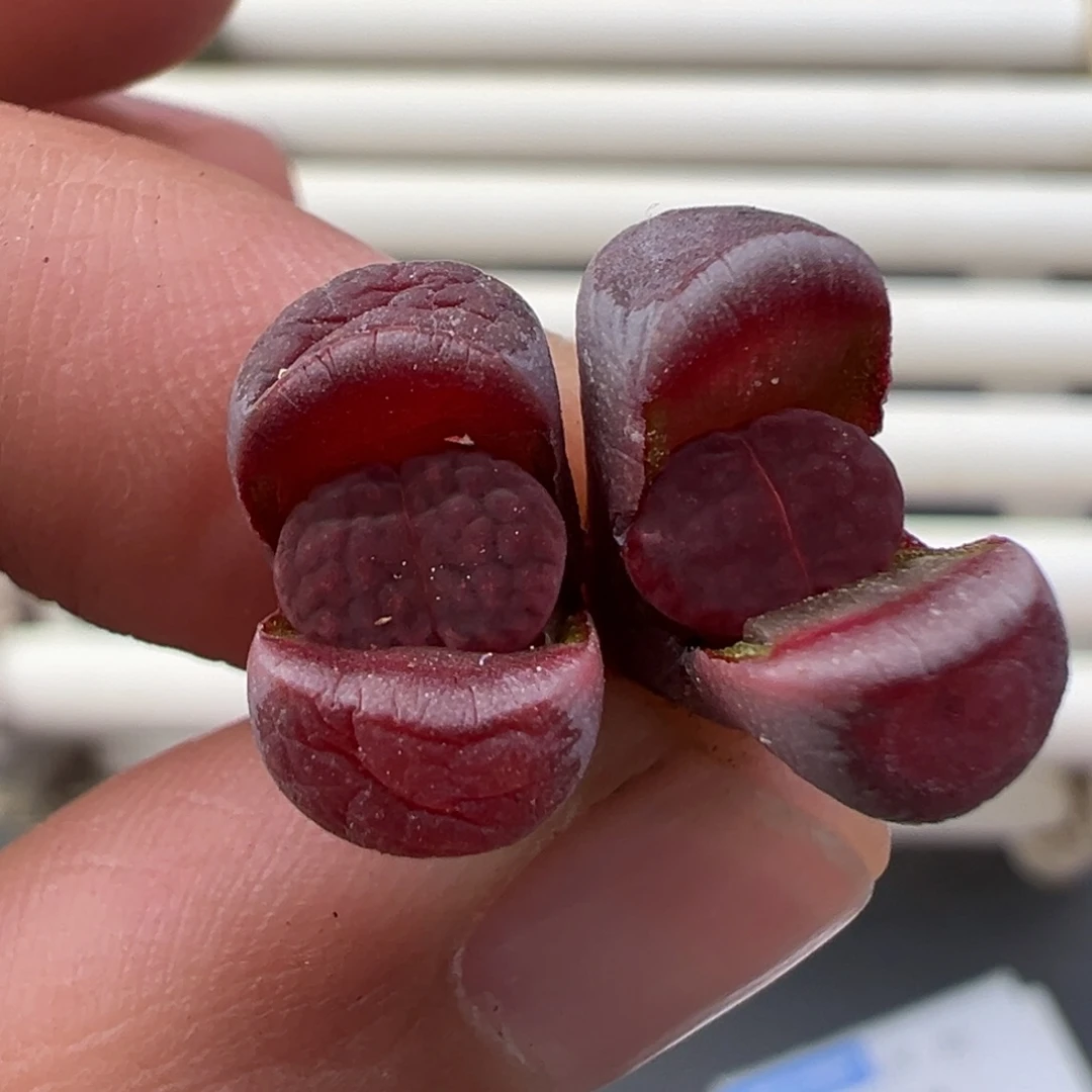 1.2好看的多肉脱土发货183