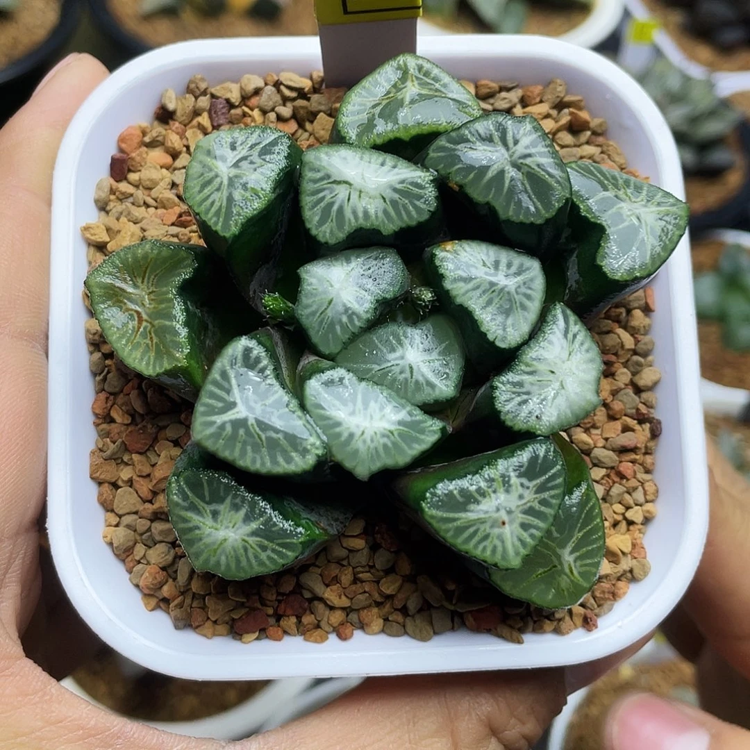 无限万象非组十二卷