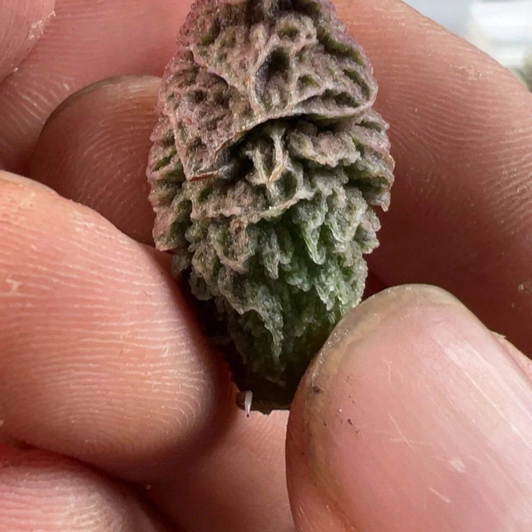 实生新品倒刺款福利叶片多肉植物水泡