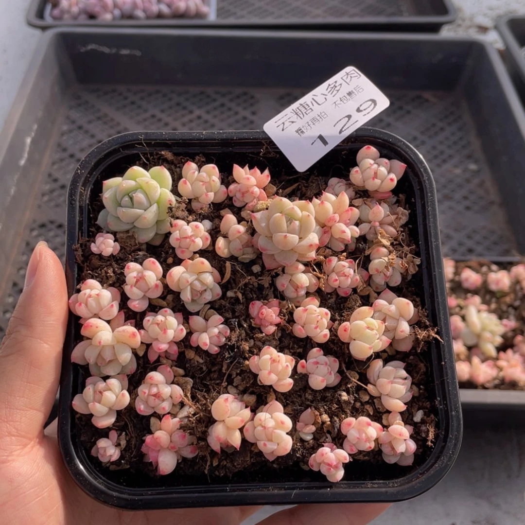 云糖心多肉植物129