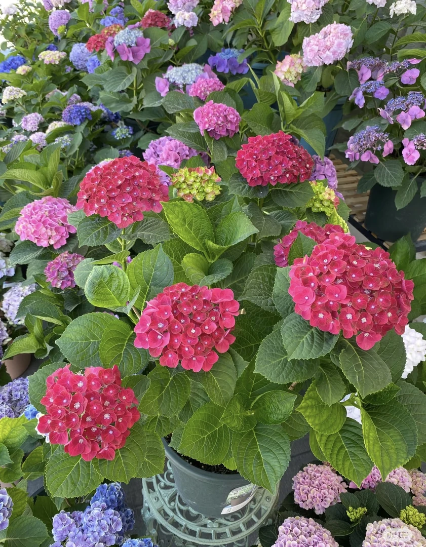 魔幻焰火1.5加仑多年生皮实耐造阳台庭院