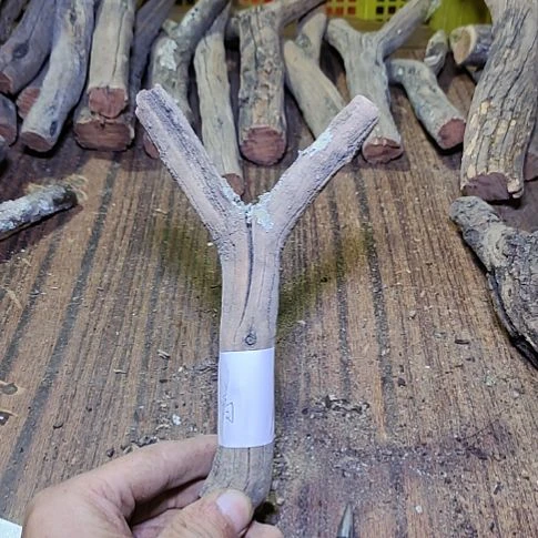 小***高火琉璃原杈，不保沉水，慎拍！