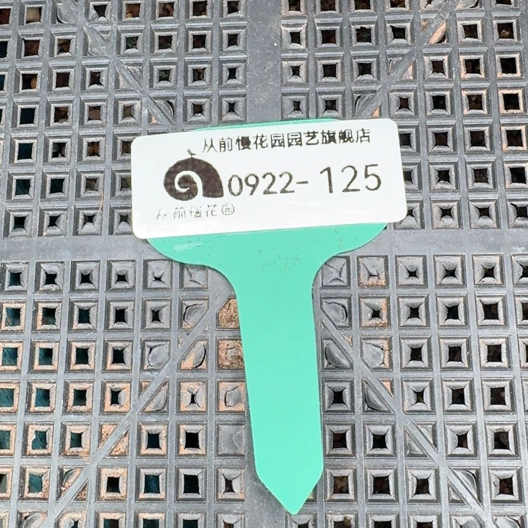 从前慢多肉精选编号0922.125