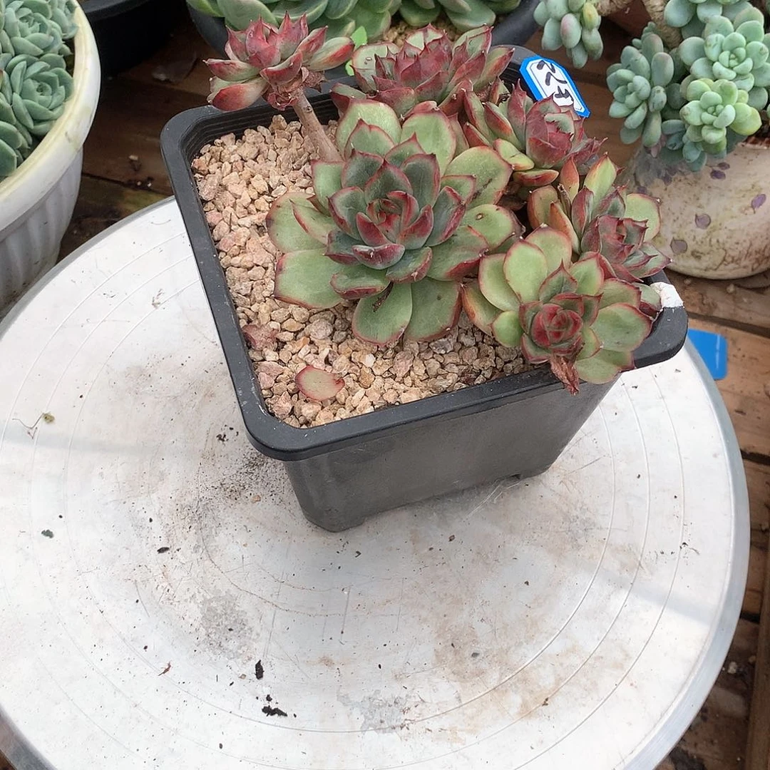 572杂 一物一拍多肉