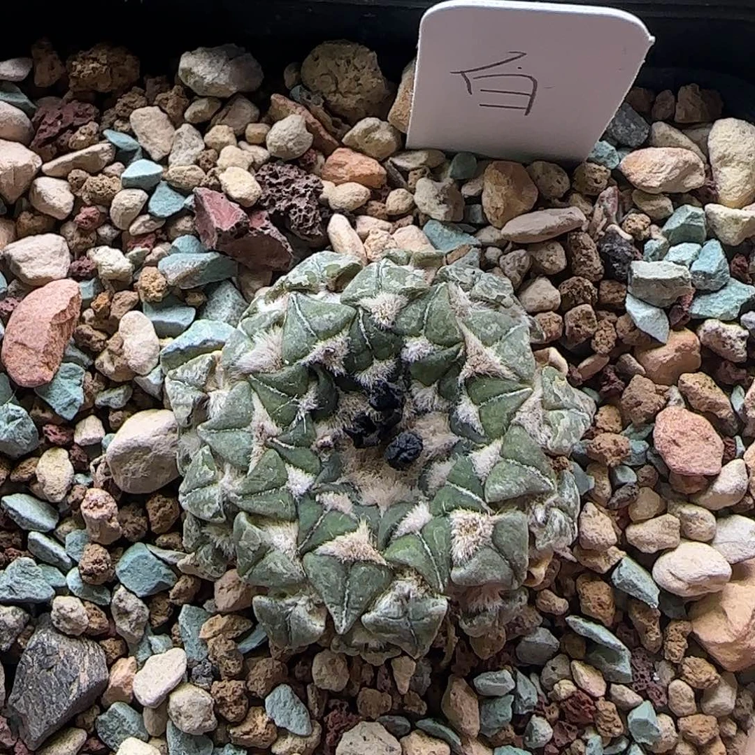 .***.姬牡丹 11111111111