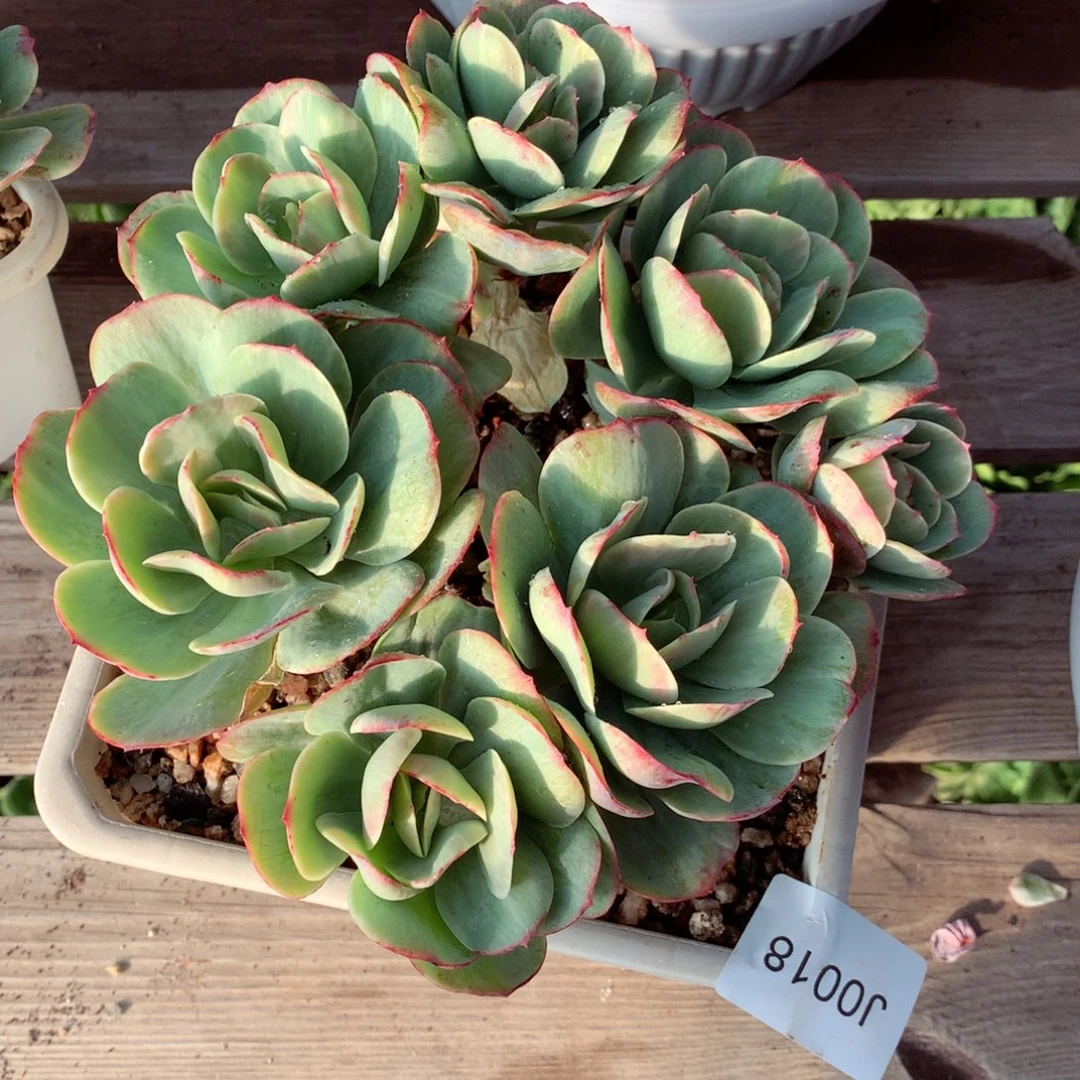 水***人闪购多肉1棵j0018