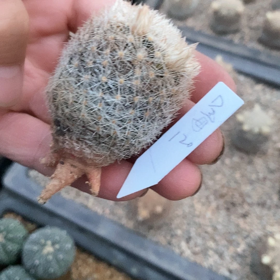 *️****花花花花花花花花